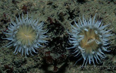 Фото Анемон Английский , или Ветреница ромашка   Actinothoe sphyrodeta  (photo#138843)