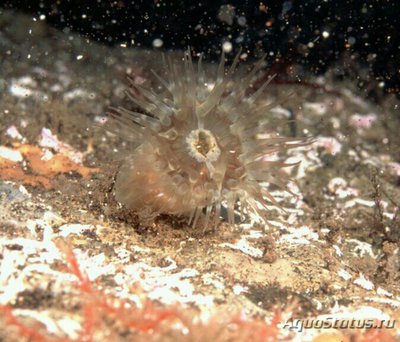 Фото Aйптазиогетон aнглийский  Aiptasiogeton hyalinus  (photo#138863)