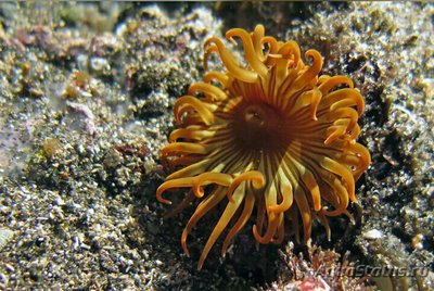 Фото Анемония меланастровая, или Саргассовый анемон Anemonia melanaster  (photo#138901)