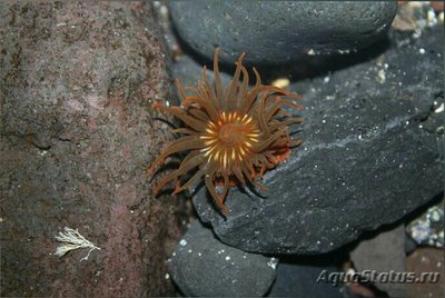 Фото Анемония меланастровая, или Саргассовый анемон Anemonia melanaster  (photo#138902)