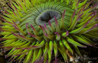 Фото Антоплевра элегантная, или  «Анемон - клон» Anthopleura Elegantissima  (photo#138976)