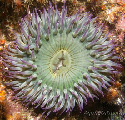 Фото Антоплевра элегантная, или  «Анемон - клон» Anthopleura Elegantissima  (photo#138977)