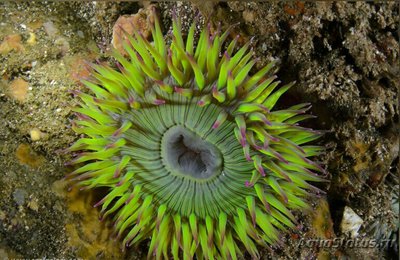 Фото Антоплевра элегантная, или  «Анемон - клон» Anthopleura Elegantissima  (photo#138979)