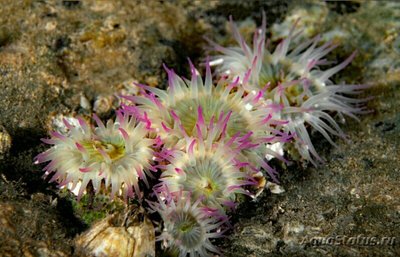 Фото Антоплевра элегантная, или  «Анемон - клон» Anthopleura Elegantissima  (photo#138980)