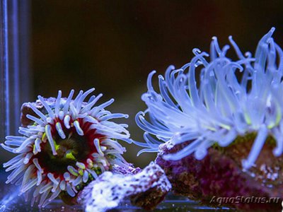 Фото Антоплевра фусковиридис, или Радужный анемон Anthopleura fuscoviridis  (photo#138983)