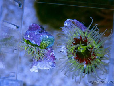 Фото Антоплевра фусковиридис, или Радужный анемон Anthopleura fuscoviridis  (photo#138984)