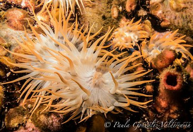 Фото Анемон чилийский полосатый Antothoe chilensis  (photo#138988)