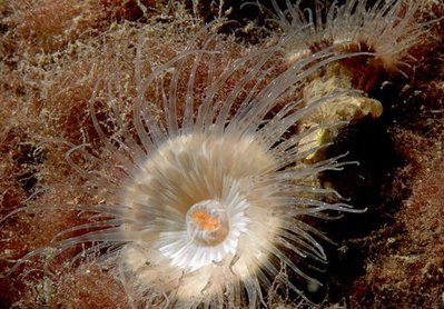 Фото Каллиактис паразитический Calliactis parasitica  (photo#139027)