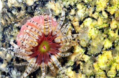 Фото Аулактиния бородавчатая, или Драгоценный анемон Aulactinia verrucosa Gem Rose  (photo#139071)