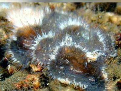 Фото Цереус герпетодес, или колониальный анемон Cereus herpetodes  (photo#139125)