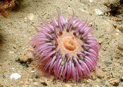 Фото Aнемон Маргаритка , или Солнечная роза Cereus pedunculatus  (photo#139126)