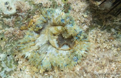 Фото Aнемон Маргаритка , или Солнечная роза Cereus pedunculatus  (photo#139128)