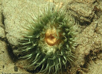 Фото Aнемон Маргаритка , или Солнечная роза Cereus pedunculatus  (photo#139130)