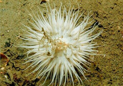 Фото Aнемон Маргаритка , или Солнечная роза Cereus pedunculatus  (photo#139131)