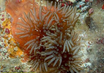 Фото Анемон​​ Лебруния пренебрежительная Lebrunia neglecta  (photo#139316)