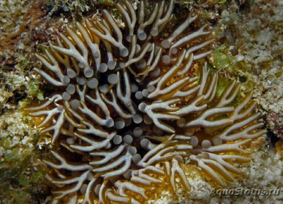 Фото Анемон​​ Лебруния пренебрежительная Lebrunia neglecta  (photo#139318)