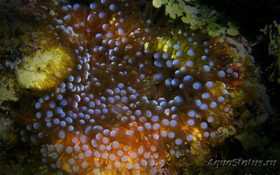 Фото Анемон​​ Лебруния пренебрежительная Lebrunia neglecta  (photo#139320)