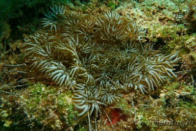 Фото Анемон​​ Лебруния пренебрежительная Lebrunia neglecta  (photo#139322)