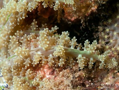 Фото Анемон огненный Мегалактис Гриффитси Megalactis griffithsi  (photo#139349)