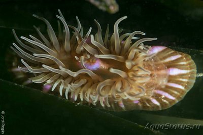  Анемон  Парактиния полосатая ( Paractinia striata )