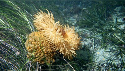 Фото Анемон блуждающий Фли­ктенактис туберкулез­ный Phlyctenactis tuberc­ulosa  (photo#139418)