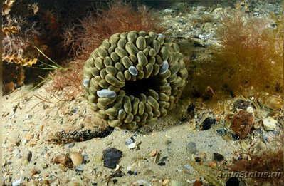 Фото Анемон блуждающий Фли­ктенактис туберкулез­ный Phlyctenactis tuberc­ulosa  (photo#139424)