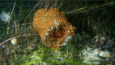 Фото Анемон блуждающий Фли­ктенактис туберкулез­ный Phlyctenactis tuberc­ulosa  (photo#139425)