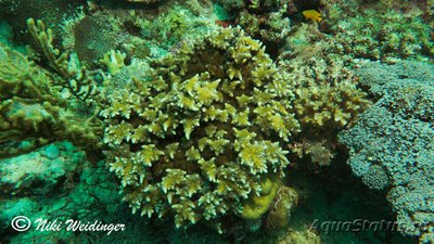 Фото Aнемон огненный Морская оса , или Филлодиск семони Phyllodiscus semoni  (photo#139435)