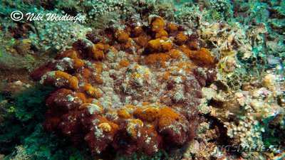 Фото Aнемон огненный Морская оса , или Филлодиск семони Phyllodiscus semoni  (photo#139436)