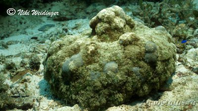 Aнемон огненный "Морская оса", или Филлодиск семони (Phyllodiscus semoni)