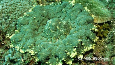 Фото Aнемон огненный Морская оса , или Филлодиск семони Phyllodiscus semoni  (photo#139439)