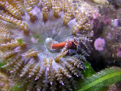 Фото Анемон песчаный Фимантус буитендейки Phymanthus buitendijki  (photo#139443)