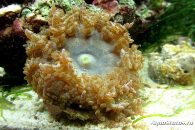 Фото Анемон песчаный Фимантус буитендейки Phymanthus buitendijki  (photo#139445)