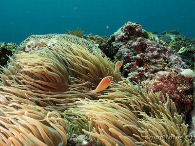 Фото  Анемон кожистый, или Радиантус хрустящий Radianthus crispa  (photo#139502)