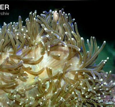 Aнемон маврикийский, или Радиантус великолепный (Radianthus magnifica)