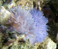 Фото Анемон гавайский, или Радиантус малу Radianthus malu  (photo#139524)