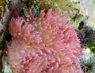 Фото Анемон гавайский, или Радиантус малу Radianthus malu  (photo#139525)