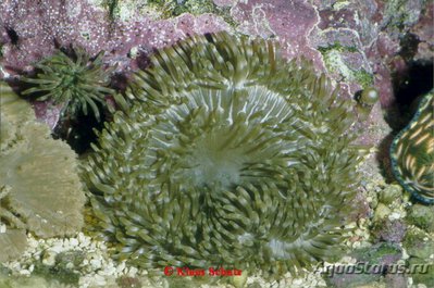 Фото Анемон гавайский, или Радиантус малу Radianthus malu  (photo#139527)