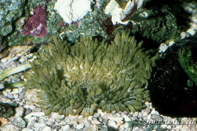 Фото Анемон гавайский, или Радиантус малу Radianthus malu  (photo#139528)