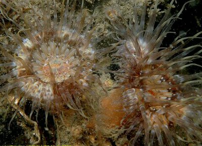 Фото  Анемон Сагартия Тангроза Sagartia elegans miniata  (photo#139535)