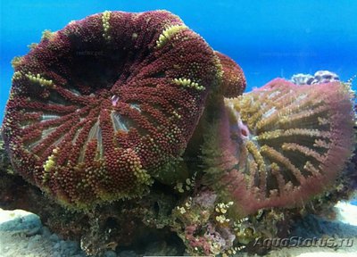Анемон Мин Макс, или Стиходактила сп. 01 (Stichodactyla sp.01/Dwarf Anemone)