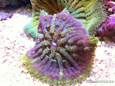 Анемон Мин Макс, или Стиходактила сп. 01 (Stichodactyla sp.01/Dwarf Anemone)