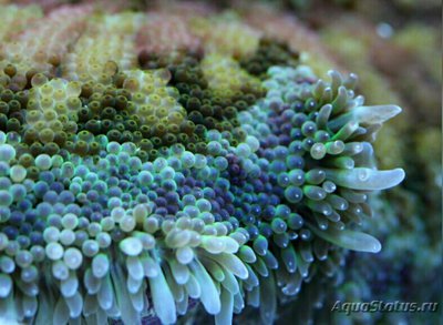 Анемон Мин Макс, или Стиходактила сп. 01 (Stichodactyla sp.01/Dwarf Anemone)