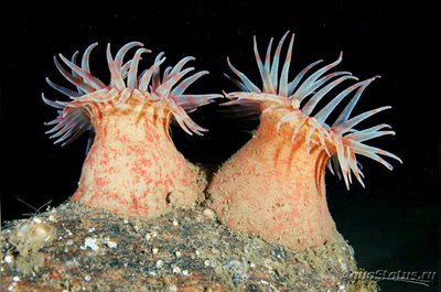 Фото Анемон Алая ветреница - плавучая Stomphia coccinea  (photo#139576)