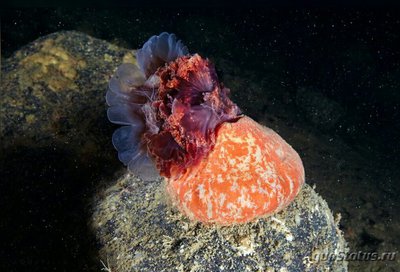 Фото Анемон Алая ветреница - плавучая Stomphia coccinea  (photo#139577)