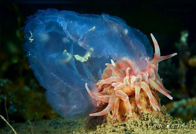 Фото Анемон Алая ветреница - плавучая Stomphia coccinea  (photo#139578)