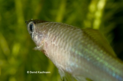 Фото Болезнь Колумнарис - Columnaris Flexibacter columnaris  (photo#13963)