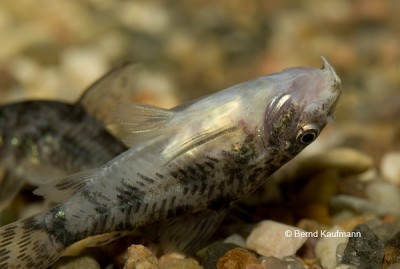 Фото Болезнь Колумнарис - Columnaris Flexibacter columnaris  (photo#13964)