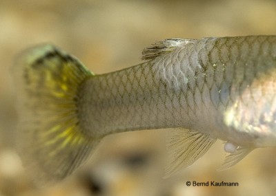 Фото Болезнь Колумнарис - Columnaris Flexibacter columnaris  (photo#13965)