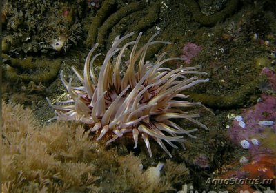 Фото Анемон рождественский, или Крапивница крассикорнис Urticina crassicornis  (photo#139713)